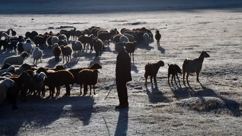 Ardahan ve Kars'ta Soğuk Hava Etkili Oldu