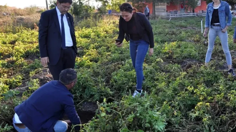 Erzurum Ticaret Borsası Mor Patates Üretimine Yönelik Çalışmalarını Sürdürüyor