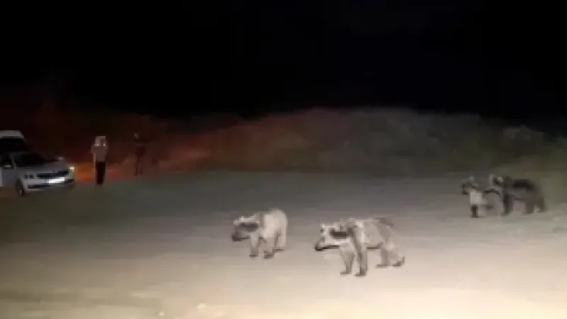 Piknik sofrasına misafir olmak isteyen boz ayıları sopalarla kovaladılar