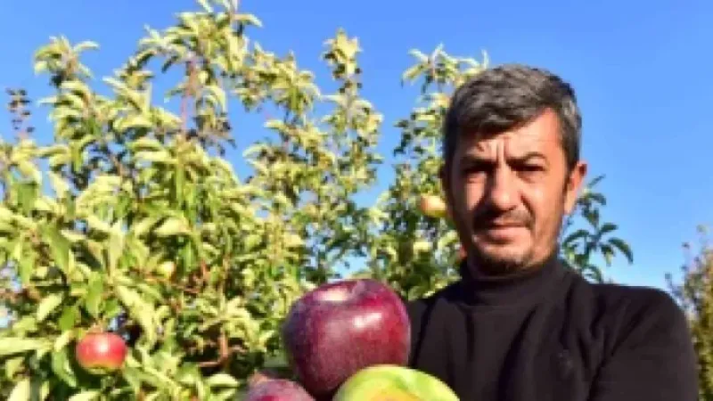 Ahlat'ta Yetiştirilen Elmalar Yurt İçi ve Yurt Dışına Satılıyor